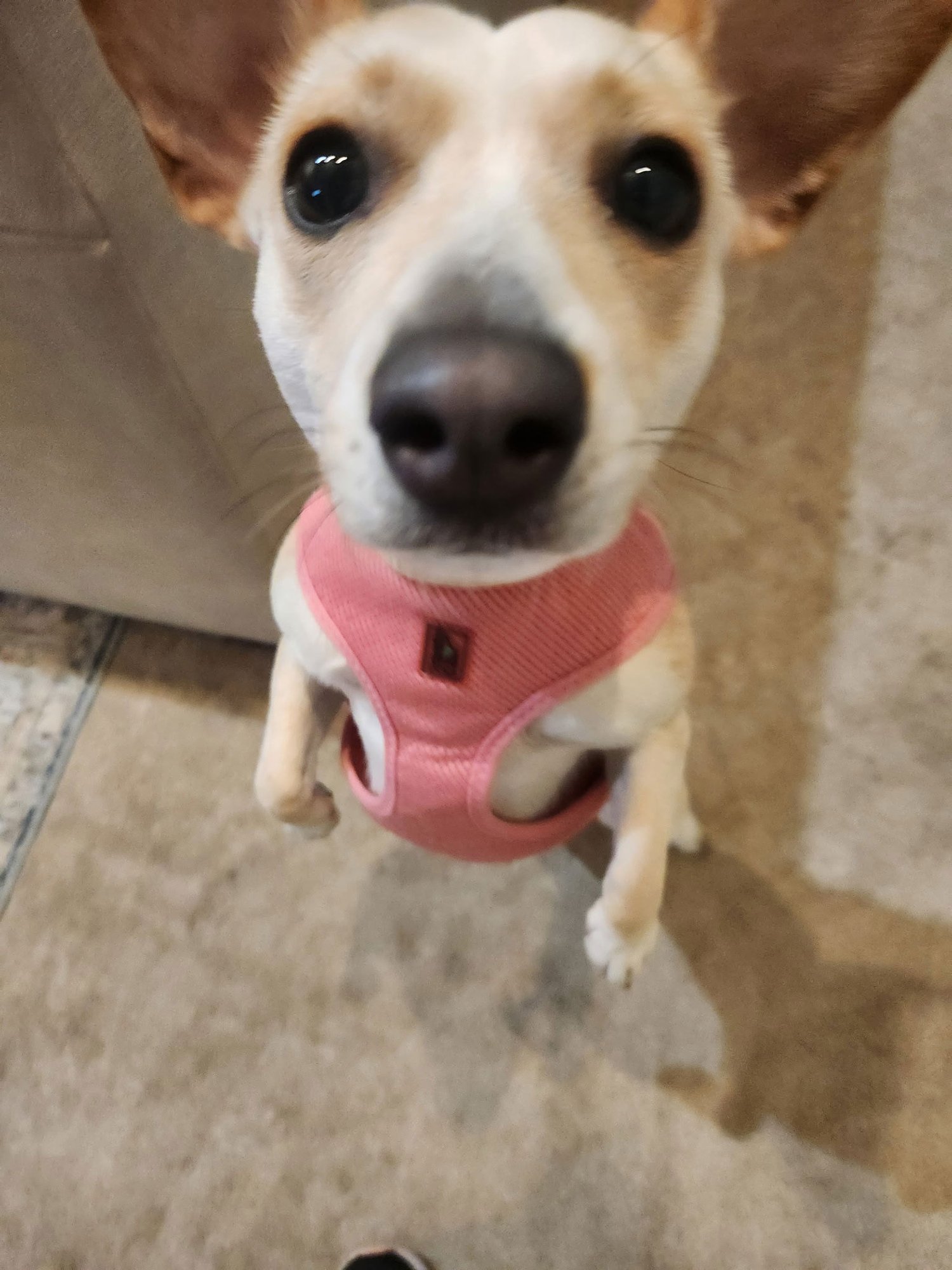 PETUNIA - Terrier / Chihuahua available for adoption