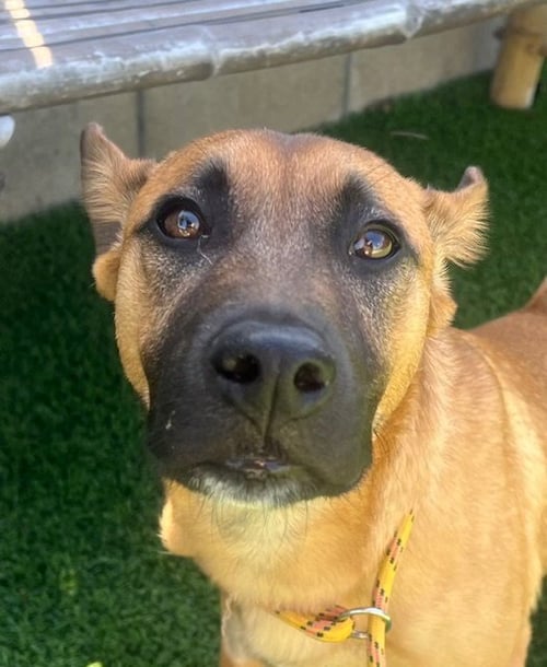 VALENTINO - Shepherd / Belgian Shepherd Malinois available for adoption