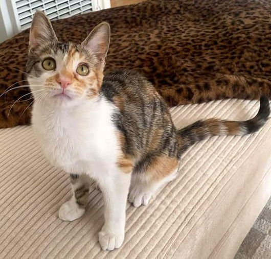 HAZEL - Domestic Short Hair / Calico available for adoption