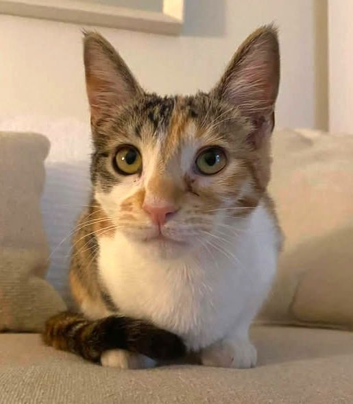HAZEL - Domestic Short Hair / Calico available for adoption