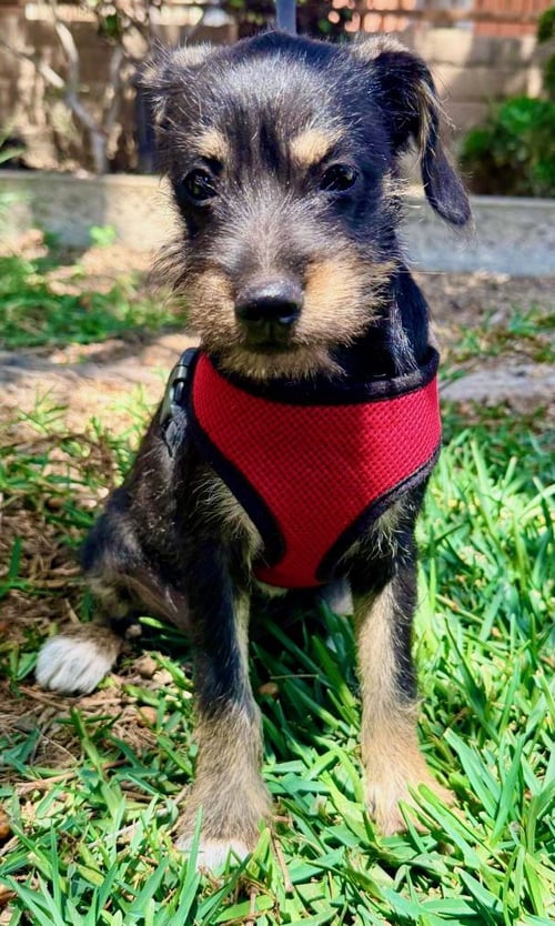 MELLY - Terrier / Schnauzer available for adoption