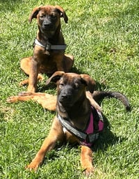 Zoey - Photo 3