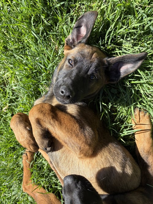 ZOEY - Shepherd / German Shepherd Dog available for adoption