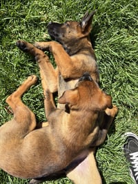Zoey - Photo 4
