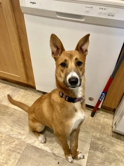 MOSBY. - Border Collie / Australian Shepherd available for adoption