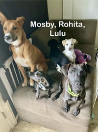 Mosby. - Photo 8