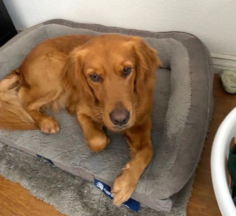 DUKE - Golden Retriever available for adoption