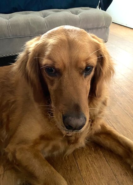 DUKE - Golden Retriever available for adoption