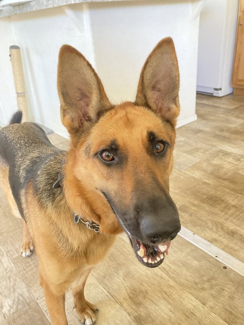 BEAUTY - German Shepherd Dog available for adoption