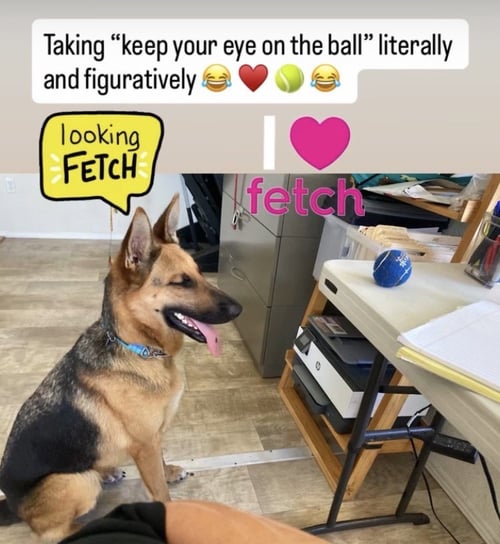 BEAUTY - German Shepherd Dog available for adoption