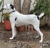 Snoopy - Photo 3