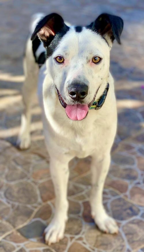 SNOOPY - Terrier available for adoption