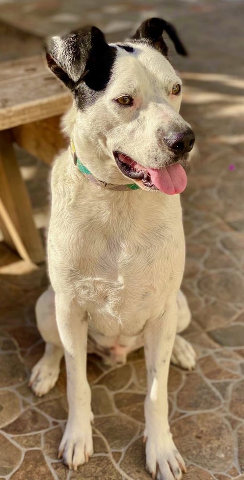 SNOOPY - Terrier available for adoption