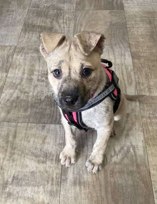 HAPPY - Terrier available for adoption