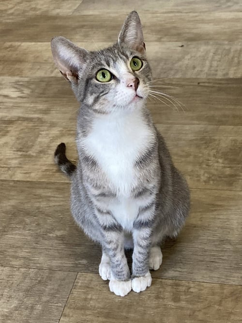 PINTA - Domestic Short Hair / Tabby available for adoption