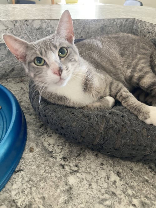 PINTA - Domestic Short Hair / Tabby available for adoption