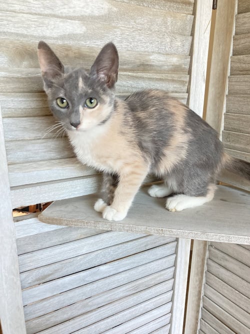 SWEETIE - Domestic Short Hair / Calico available for adoption