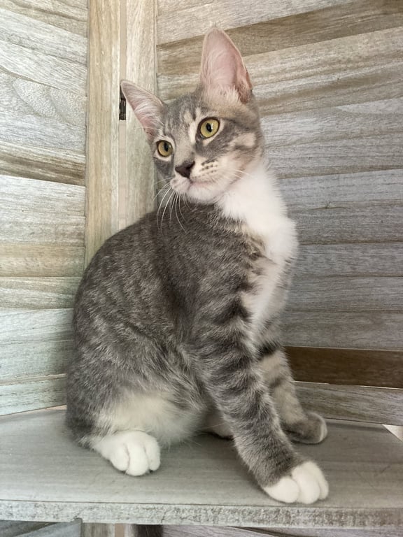 Max Image