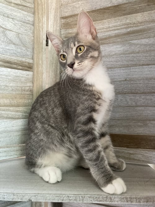 MAX - Domestic Short Hair / Tabby available for adoption