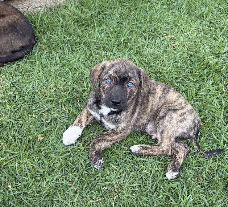 GHOST - Shepherd available for adoption