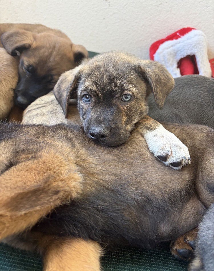 GHOST - Shepherd available for adoption