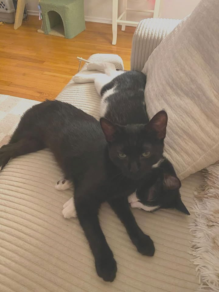 KOKO - Domestic Short Hair available for adoption