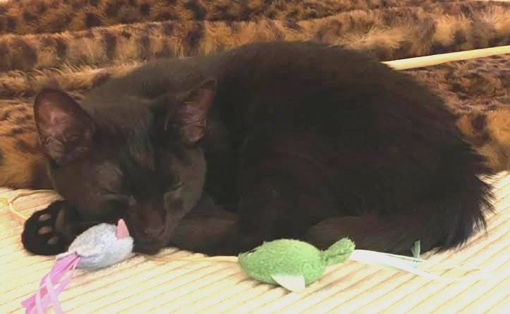 KOKO - Domestic Short Hair available for adoption