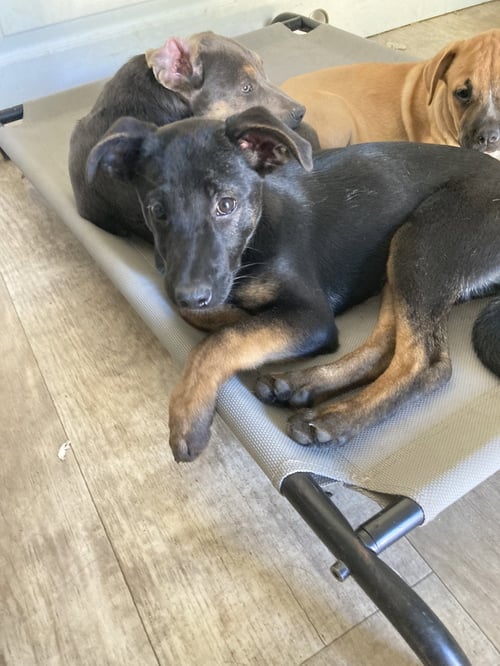 SOPHI - German Shepherd Dog / Shepherd available for adoption
