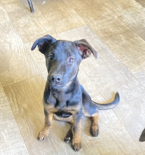 SOPHI - German Shepherd Dog / Shepherd available for adoption