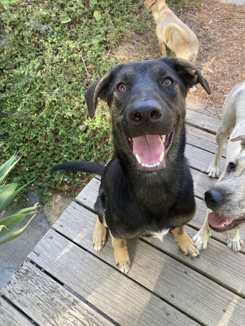 PICKLES. - Shepherd / German Shepherd Dog available for adoption