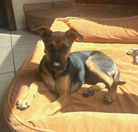 Chillie - Photo 3