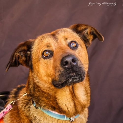 AMBAR - Shepherd / Mountain Cur available for adoption
