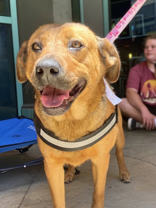 AMBAR - Shepherd / Mountain Cur available for adoption