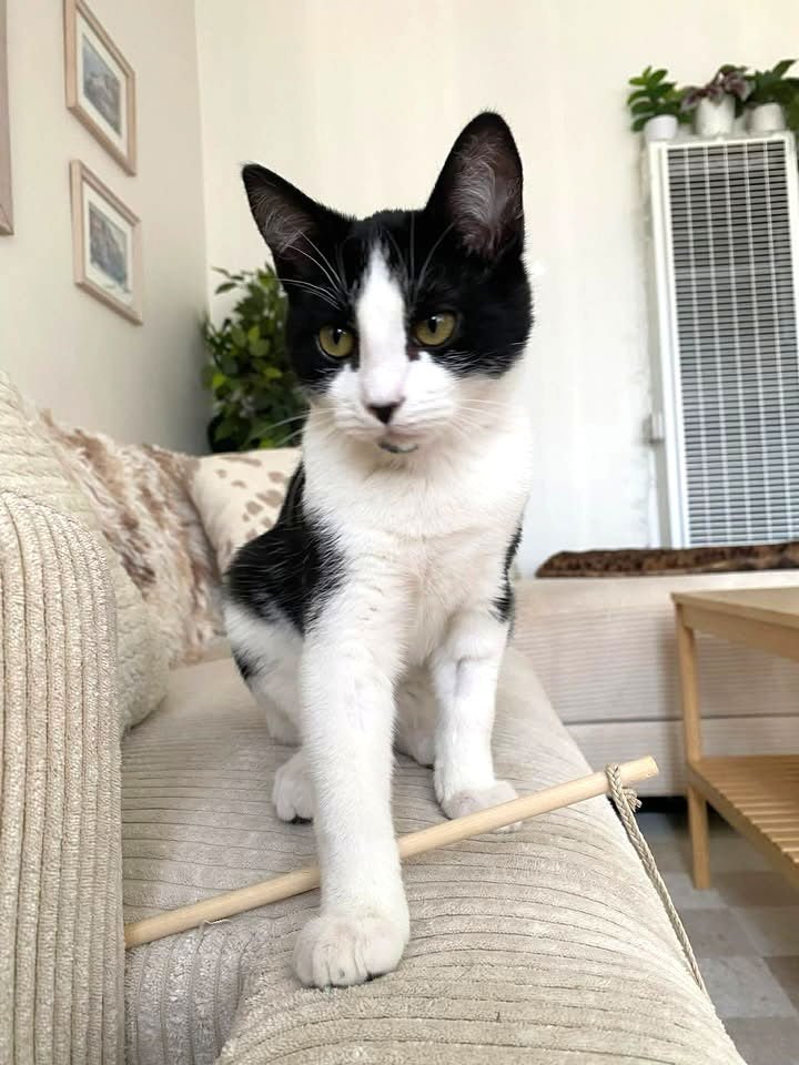 POPLAR - Domestic Short Hair / Tuxedo available for adoption