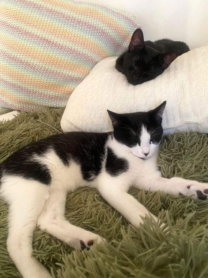 POPLAR - Domestic Short Hair / Tuxedo available for adoption