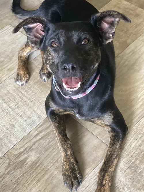 CARMI. - Terrier available for adoption