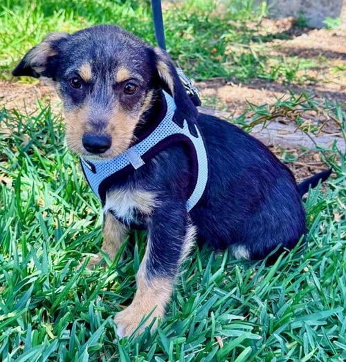 MORGAN - Terrier / Schnauzer available for adoption