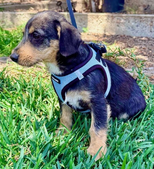 MORGAN - Terrier / Schnauzer available for adoption