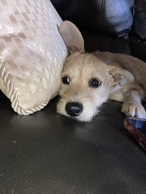MILY. - Terrier / Schnauzer available for adoption