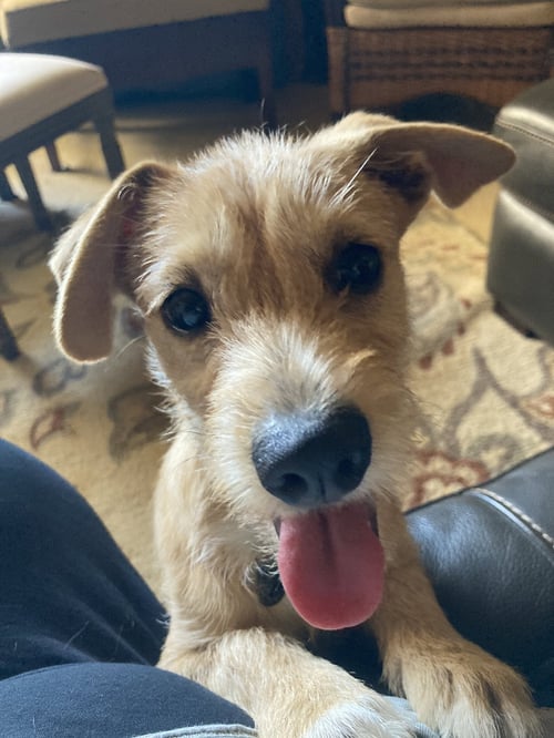 MILY. - Terrier / Schnauzer available for adoption