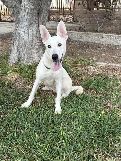 GODIVA - Labrador Retriever / Black Mouth Cur available for adoption
