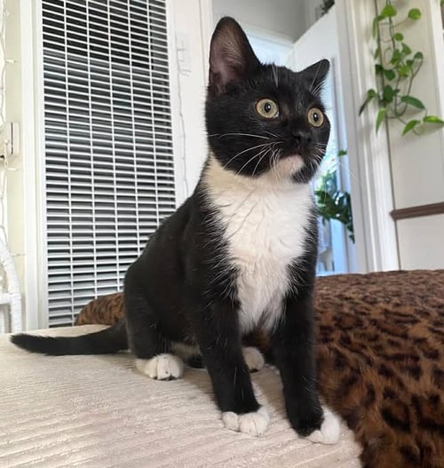 BELLA - Domestic Short Hair / Tuxedo available for adoption