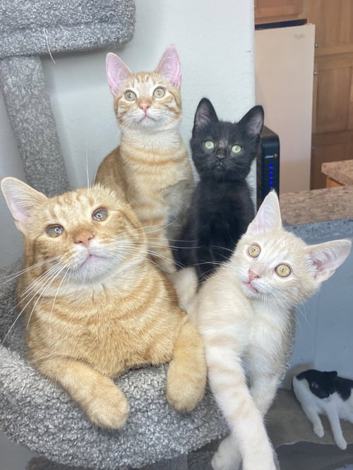 CHESTER - Domestic Short Hair / Tabby available for adoption