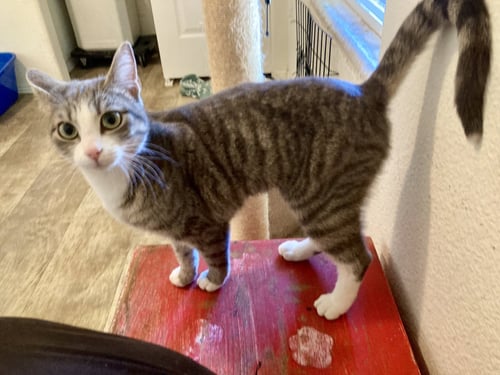 LA NINA - Domestic Short Hair / Tabby available for adoption