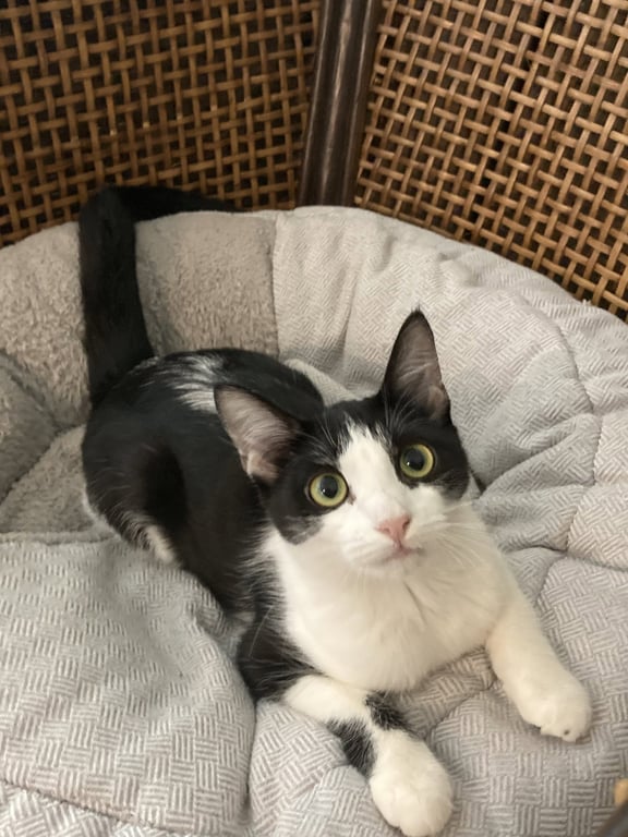 LOLA Image