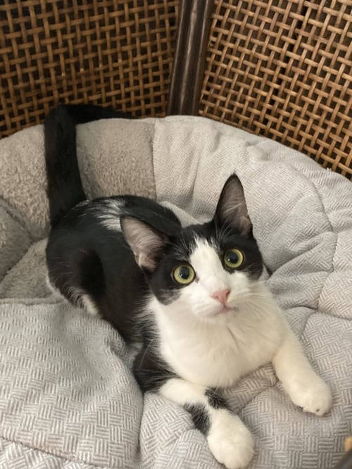LOLA - Domestic Short Hair / Tuxedo available for adoption