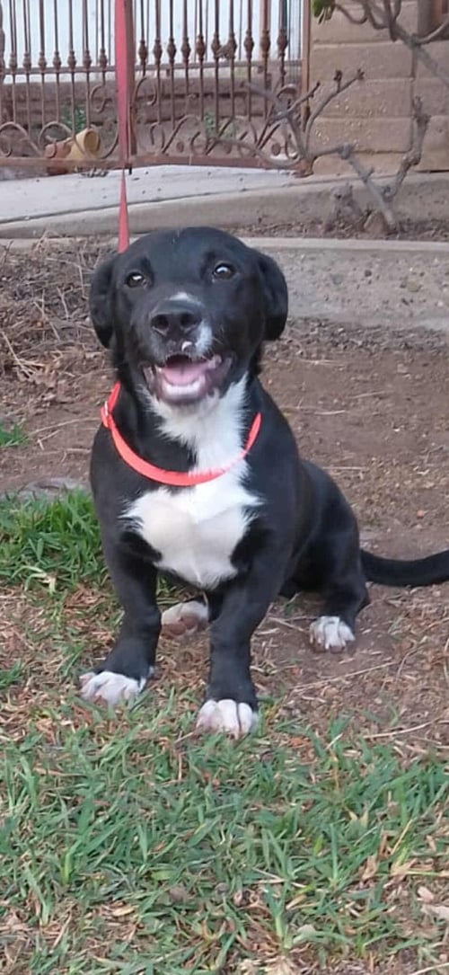 GERRIE - Labrador Retriever / Black Mouth Cur available for adoption