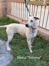 Gerrie - Photo 4