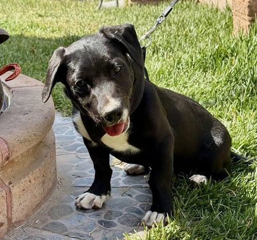 GERRIE - Labrador Retriever / Black Mouth Cur available for adoption