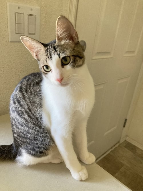 MORIS - Domestic Short Hair / Tabby available for adoption